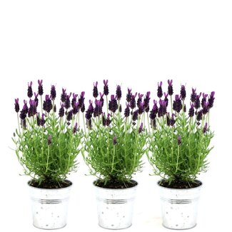 Lavandula stoechas Anouk® in 'Old Look' sierpot - 13 cm pot - set van 3 Franse Lavendels in Sierpot