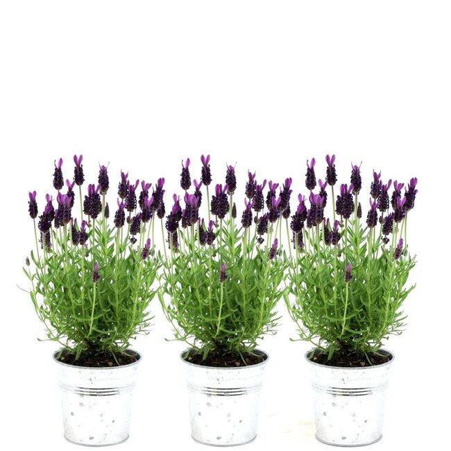 Lavandula stoechas Anouk® in 'Old Look' sierpot - 13 cm pot - set van 3 Franse Lavendels in Sierpot