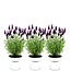 Lavandula stoechas Anouk® in 'Old Look' sierpot - 13 cm pot - set van 3 Franse Lavendels in Sierpot