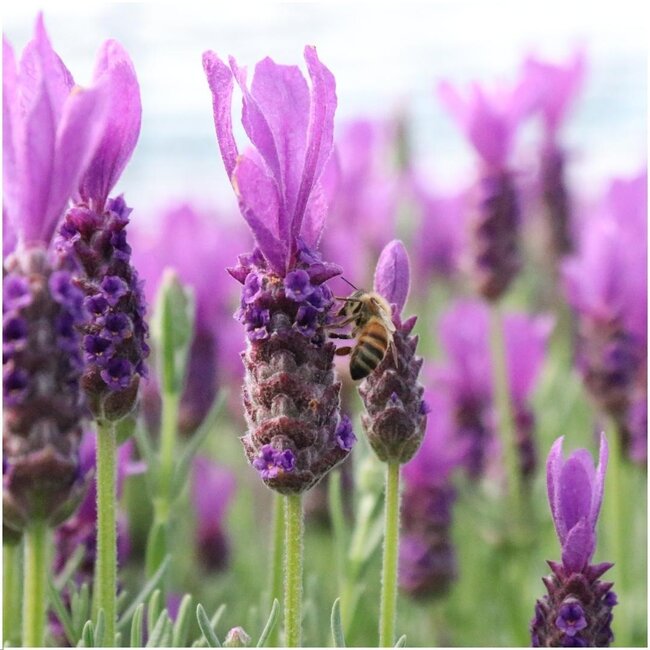 Lavandula stoechas Anouk® in 'Old Look' sierpot - 13 cm pot - set van 3 Franse Lavendels in Sierpot
