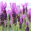 Lavandula stoechas Anouk® in 'Old Look' sierpot - 13 cm pot - set van 3 Franse Lavendels in Sierpot
