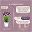 Lavandula stoechas Anouk® in 'Old Look' sierpot - 13 cm pot - set van 3 Franse Lavendels in Sierpot