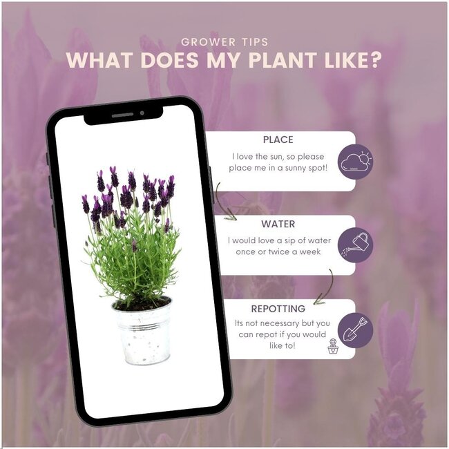 Lavandula stoechas Anouk® in 'Old Look' sierpot - 13 cm pot - set van 3 Franse Lavendels in Sierpot