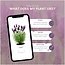 Lavandula stoechas Anouk® in 'Old Look' sierpot - 13 cm pot - set van 3 Franse Lavendels in Sierpot