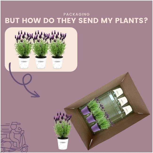 Lavandula stoechas Anouk® in 'Old Look' sierpot - 13 cm pot - set van 3 Franse Lavendels in Sierpot