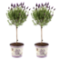 Lavandula stoechas Anouk® op stam in Lavendelprint sierpot - 15 cm pot - set van 2 Franse Lavendels op stam in sierpot