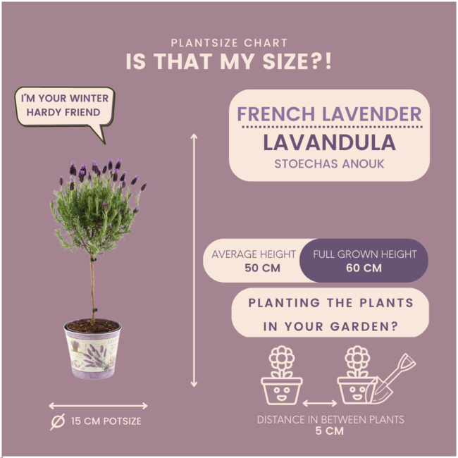 Lavandula stoechas Anouk® op stam in Lavendelprint sierpot - 15 cm pot - set van 2 Franse Lavendels op stam in sierpot