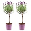 Lavandula stoechas Anouk® op stam - 15 cm pot - set van 2 Franse Lavendels op stam