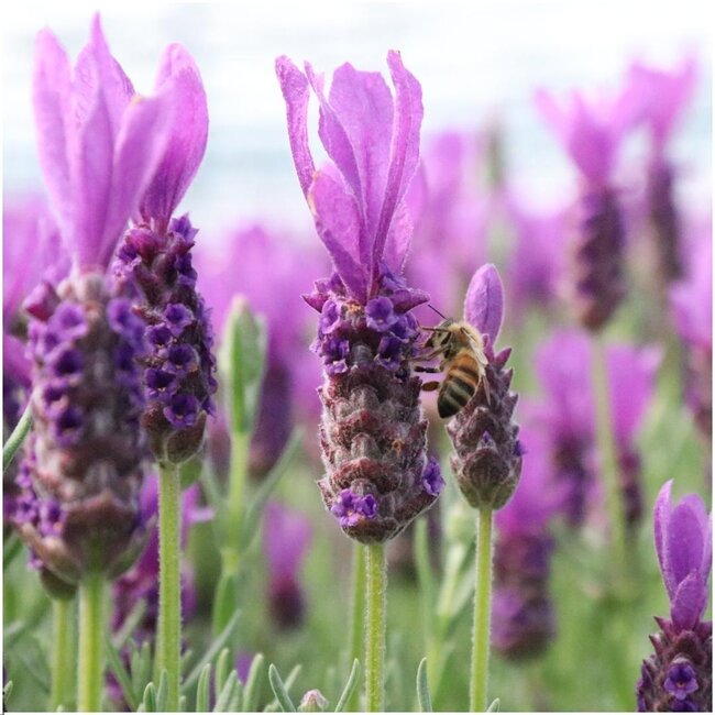 Lavandula stoechas Anouk® op stam - 15 cm pot - set van 2 Franse Lavendels op stam