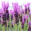 Lavandula stoechas Anouk® op stam - 15 cm pot - set van 2 Franse Lavendels op stam
