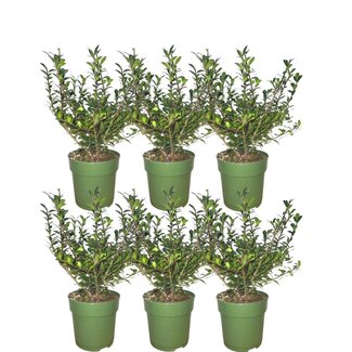 1 meter Hulst haag - Ilex crenata 'Jenny'® - Set van 6 winterharde haagplanten - Groenblijvende haag - Vers van de kwekerij geleverd