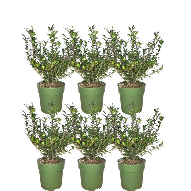 1 meter Hulst haag - Ilex crenata 'Jenny'® - Set van 6 winterharde haagplanten - Groenblijvende haag - Vers van de kwekerij geleverd