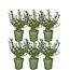 1 meter Hulst haag - Ilex crenata 'Jenny'® - Set van 6 winterharde haagplanten - Groenblijvende haag - Vers van de kwekerij geleverd