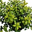 1 meter Hulst haag - Ilex crenata 'Jenny'® - Set van 6 winterharde haagplanten - Groenblijvende haag - Vers van de kwekerij geleverd