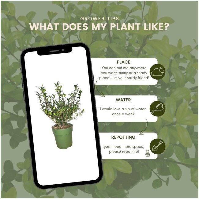 1 meter Hulst haag - Ilex crenata 'Jenny'® - Set van 6 winterharde haagplanten - Groenblijvende haag - Vers van de kwekerij geleverd