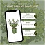 1 meter Hulst haag - Ilex crenata 'Jenny'® - Set van 6 winterharde haagplanten - Groenblijvende haag - Vers van de kwekerij geleverd