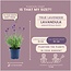 24 x Lavandula angustifolia Felice® - Ø12 cm - ↕25 cm