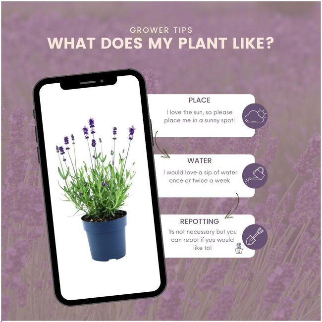 24 x Lavandula angustifolia Felice® - Ø12 cm - ↕25 cm