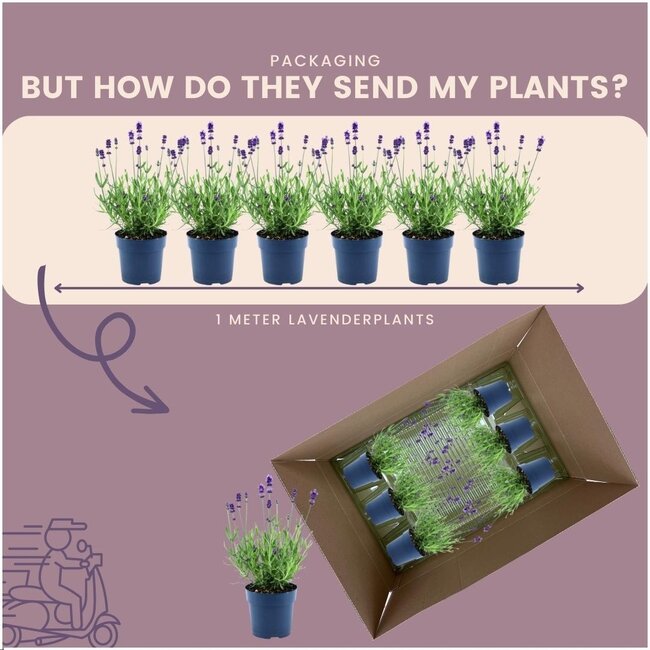 24 x Lavandula angustifolia Felice® - Ø12 cm - ↕25 cm