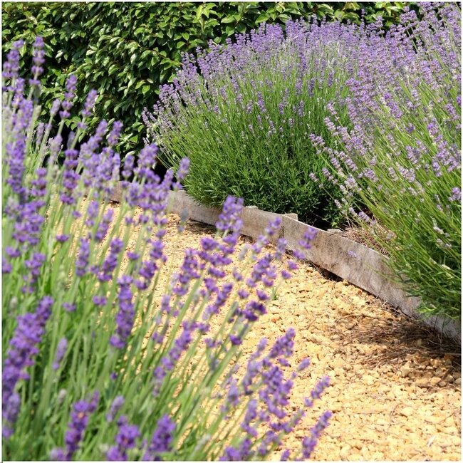 24 x Lavandula angustifolia Felice® - Ø12 cm - ↕25 cm