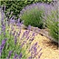 24 x Lavandula angustifolia Felice® - Ø12 cm - ↕25 cm