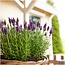 24 x Lavandula stoechas Anouk® - Ø12 cm - ↕25 cm