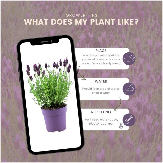 24 x Lavandula stoechas Anouk® - Ø12 cm - ↕25 cm