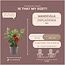 6 x Dipladenia Red - Mandevilla Red Ø12 cm - ↕25 cm