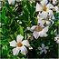 6 x Dipladenia white - Mandevilla white Ø12 cm - ↕25 cm