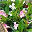 6 x Dipladenia white - Mandevilla white Ø12 cm - ↕25 cm