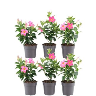6 x Dipladenia Pink - Mandevilla Pink Ø12 cm - ↕25 cm