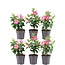 6 x Dipladenia Pink - Mandevilla Pink Ø12 cm - ↕25 cm