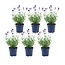 Lavandula angustifolia Felice® - 12 cm pot - Set van 6 Echte Lavendel planten
