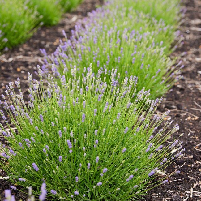 Lavandula angustifolia Felice® - 12 cm pot - Set van 6 Echte Lavendel planten