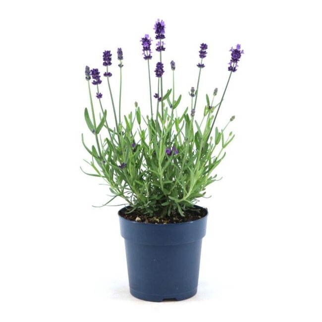 Lavandula angustifolia Felice® - 12 cm pot - Set van 6 Echte Lavendel planten