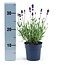 Lavandula angustifolia Felice® - 12 cm pot - Set van 6 Echte Lavendel planten