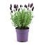 Lavandula stoechas Anouk® - 12 cm pot - Set van 6 kuiflavendel