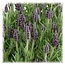 Lavandula stoechas Anouk® - 12 cm pot - Set van 6 kuiflavendel