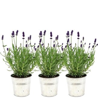 Lavandula angustifolia Felice® in 'Old Look' sierpot - 13 cm pot - set van 3 echte Lavendels in Sierpot
