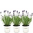 Lavandula angustifolia Felice® in 'Old Look' sierpot - 13 cm pot - set van 3 echte Lavendels in Sierpot