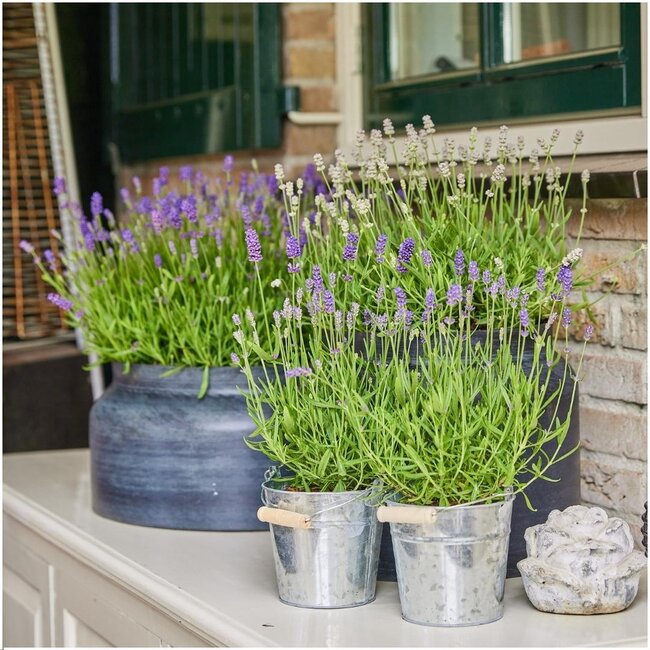 Lavandula angustifolia Felice® in 'Old Look' sierpot - 13 cm pot - set van 3 echte Lavendels in Sierpot