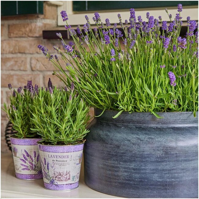 Lavandula angustifolia Felice® in 'Lavendelprint' sierpot - 13 cm pot - set van 3 echte Lavendels in Sierpot