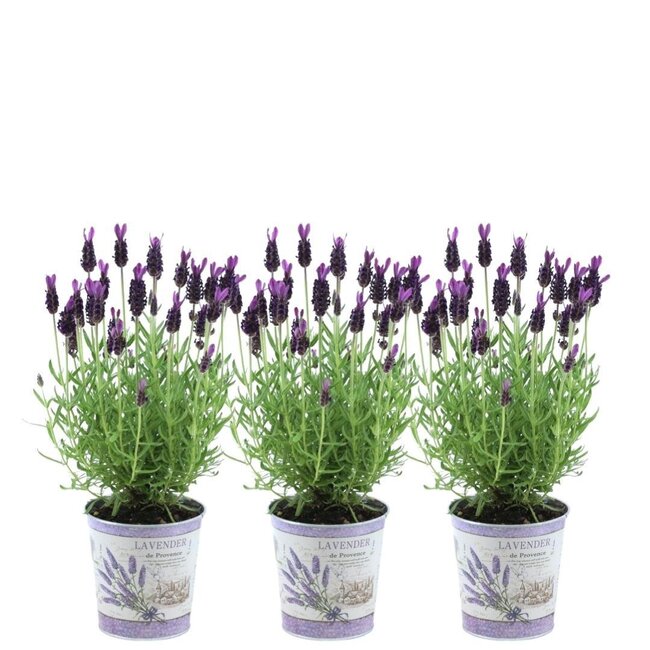 Lavandula stoechas Anouk® in 'Lavendelprint' sierpot - 13 cm pot - set van 3 Franse Lavendels in Sierpot