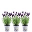 Lavandula stoechas Anouk® in 'Lavendelprint' sierpot - 13 cm pot - set van 3 Franse Lavendels in Sierpot