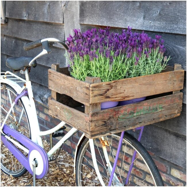 Lavandula stoechas Anouk® in 'Old Look' sierpot - 13 cm pot - set van 3 Franse Lavendels in Sierpot