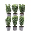 1 meter Groene Kardinaalsmuts haag - Euonymus japonicus 'Green Spire' - Set van 6 winterharde haagplanten - Groenblijvende haag - Vers van de kwekerij geleverd