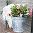 6 x Dipladenia Red - Mandevilla Red Ø12 cm - ↕25 cm
