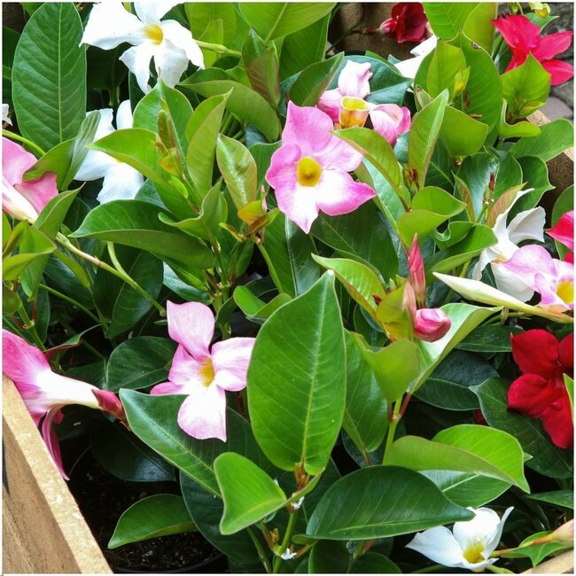 Dipladenia Mix - 2 x Mandevilla pink - 2 x Mandevilla white - 2 x Mandevilla red Ø12 cm -↕•25 cm