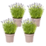4x Lavandula angustifolia Ø19cm - ↕40 - 50cm