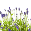 4x Lavandula angustifolia Ø19cm - ↕40 - 50cm